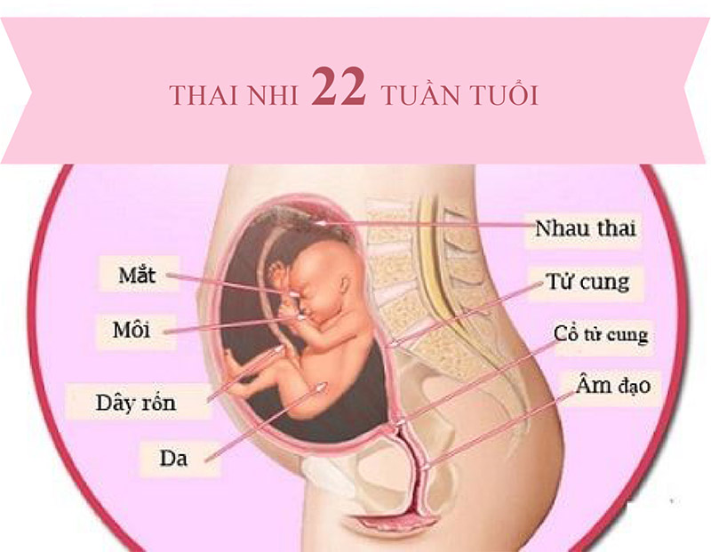 Các bộ phần bên ngoài thai nhi khi siêu âm tuần 22