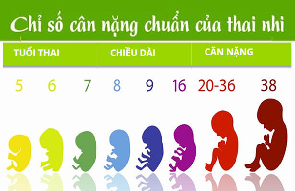 can-nang-thai-nhi-36-tuan Cân nặng thai nhi 36 tuần