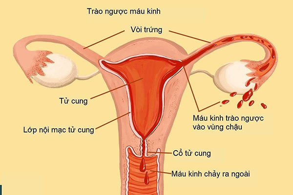 độ dày niêm mạc tử cung