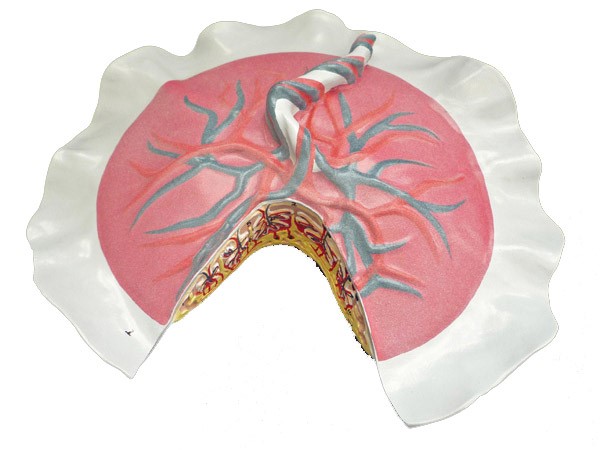 Các đối tượng dưới đây dễ mắc phải bệnh lý này