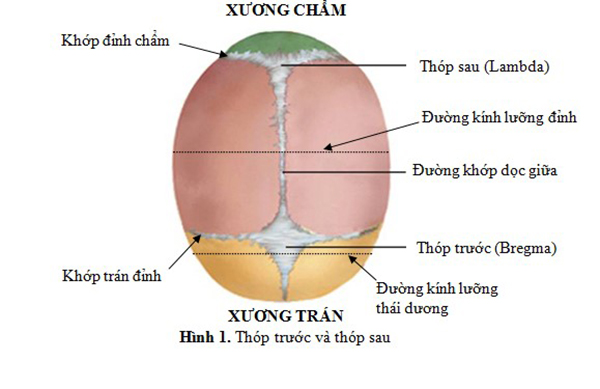duong-kinh-luong-dinh-2 Đường kính lưỡng đỉnh