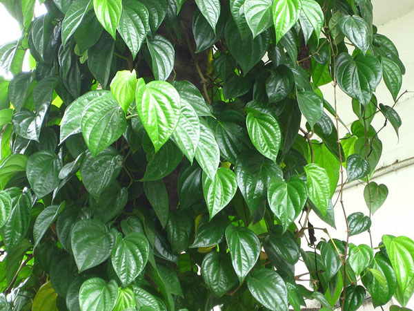 la-trau-khong Lá trầu không