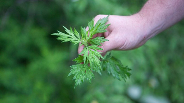 ngai-cuu Ngãi cứu