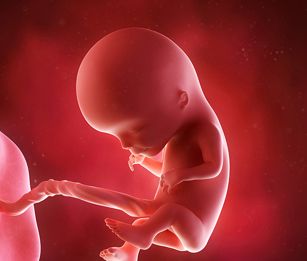 Thai 12 tuần đã máy chưa