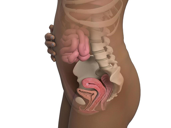 Thai nhi mất khoảng 12 - 14 ngày để làm tổ trong tử cung