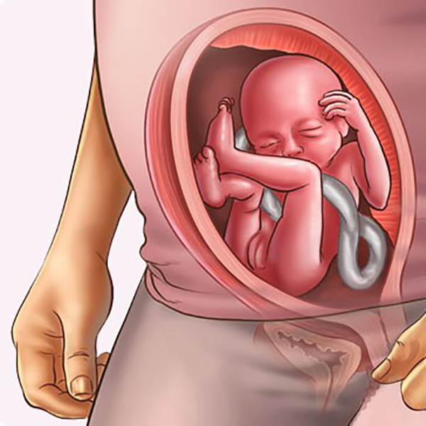 thai-nhi-5-thang Thai nhi 5 tháng