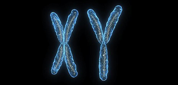 Ngay khi tinh trùng gặp trứng thì giới tính thai nhi đã hình thành