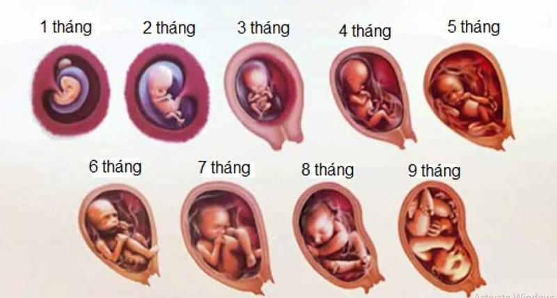 Thai nhi phát triển theo tháng